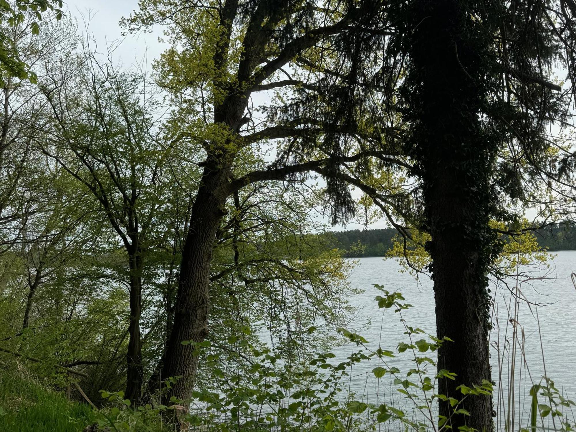 Waldwerk Wurlgrund Lychen Aparthotel ภายนอก รูปภาพ